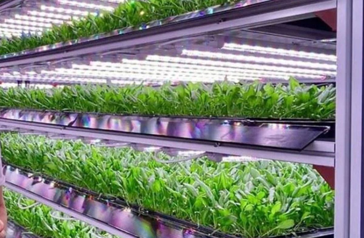 Hydroponic Grow System