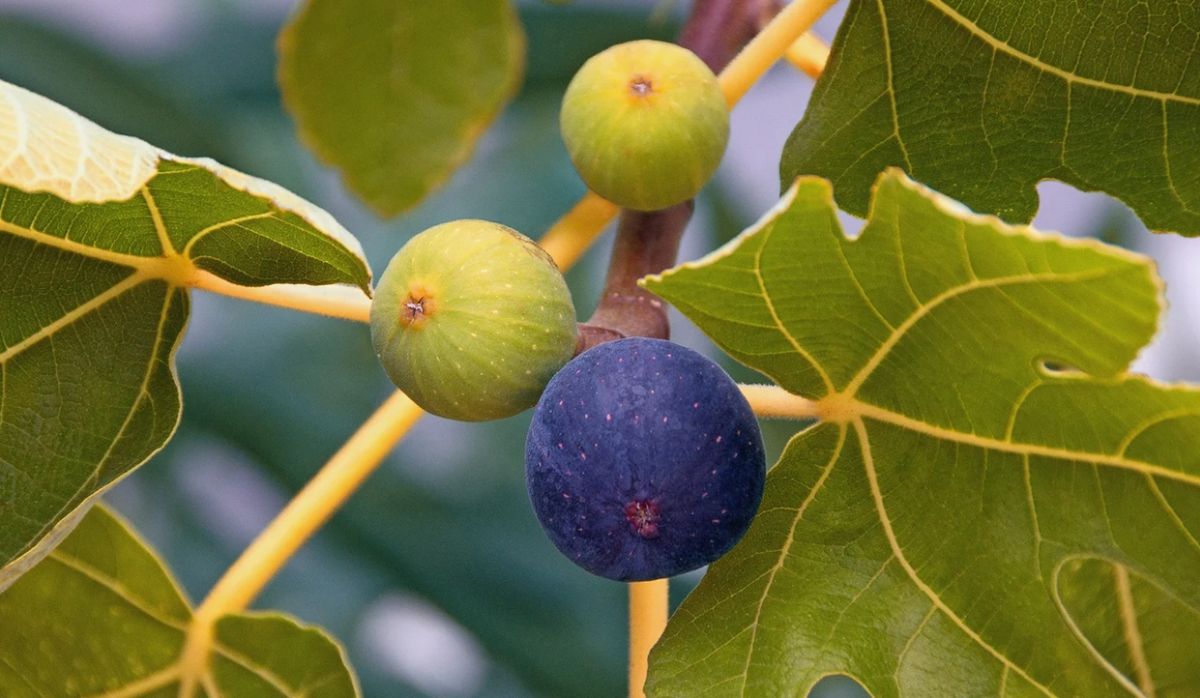 fig tree care