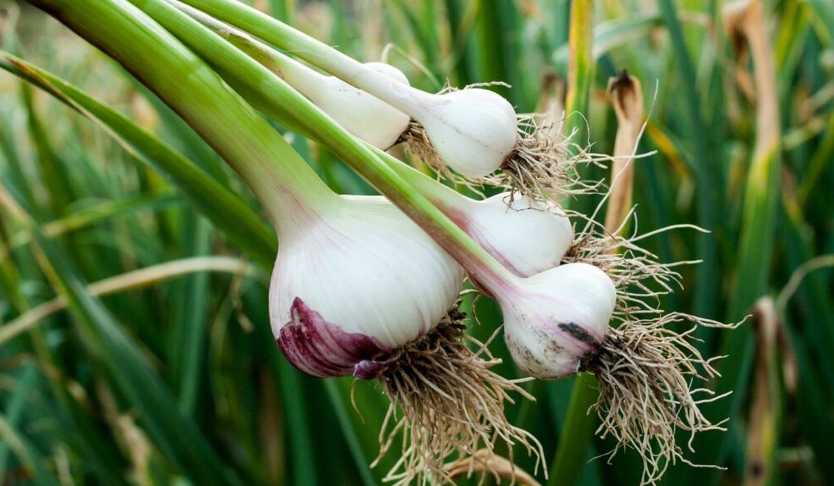 garlic in the garden