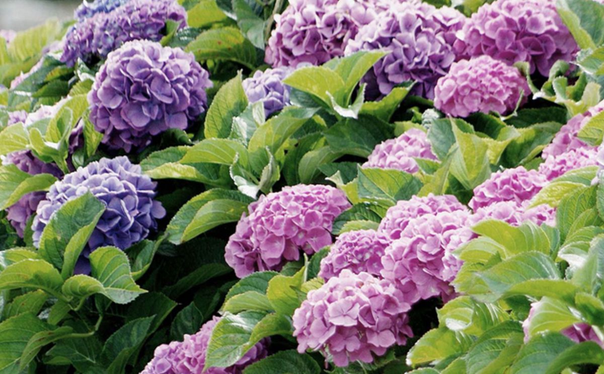 hydrangeas plant