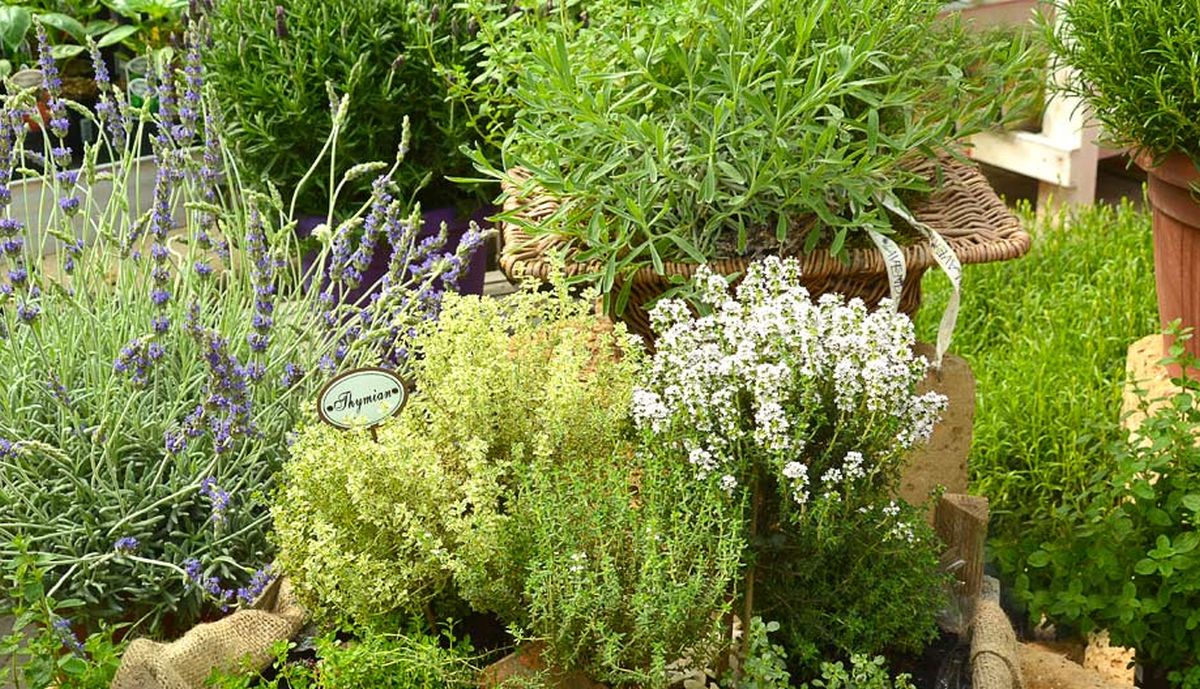italian herb garden