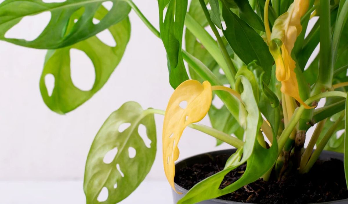 monstera leaves yellow
