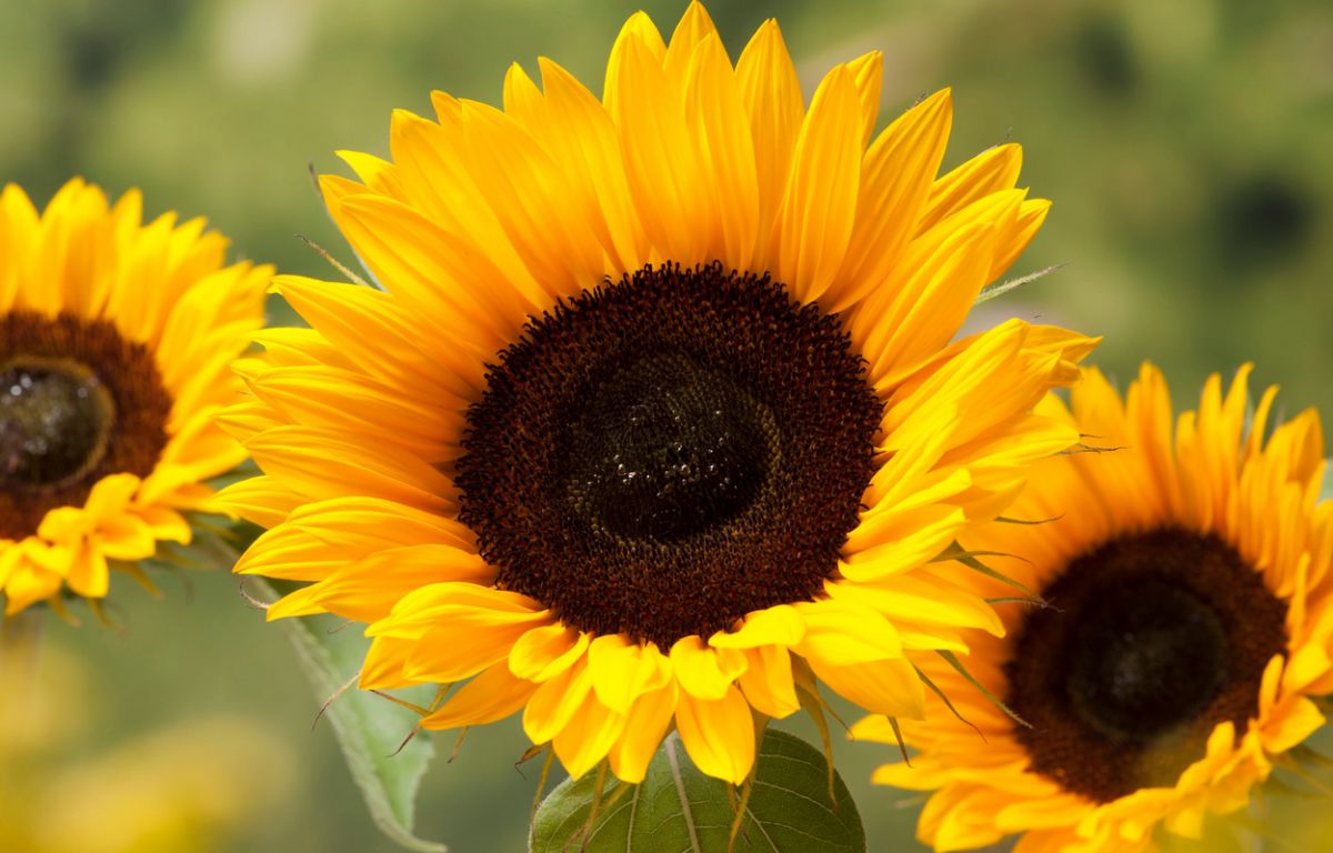 when to plant sunflowers