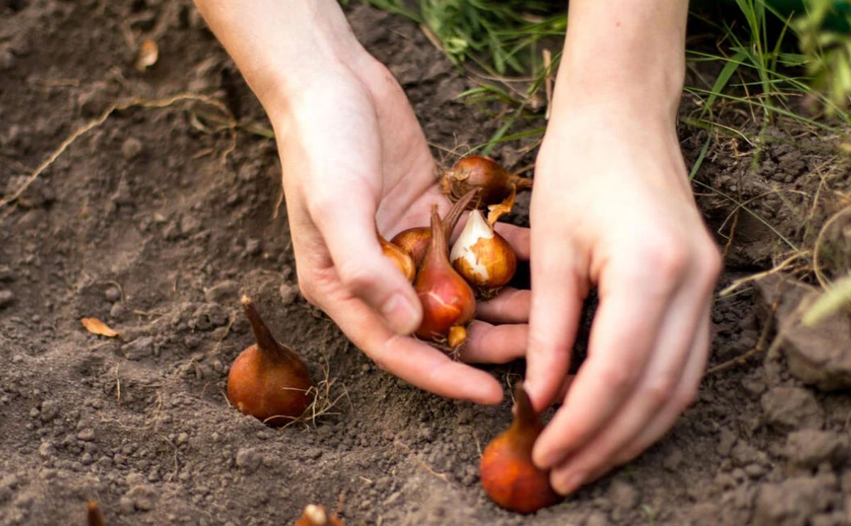 when to plant tulip bulbs garden