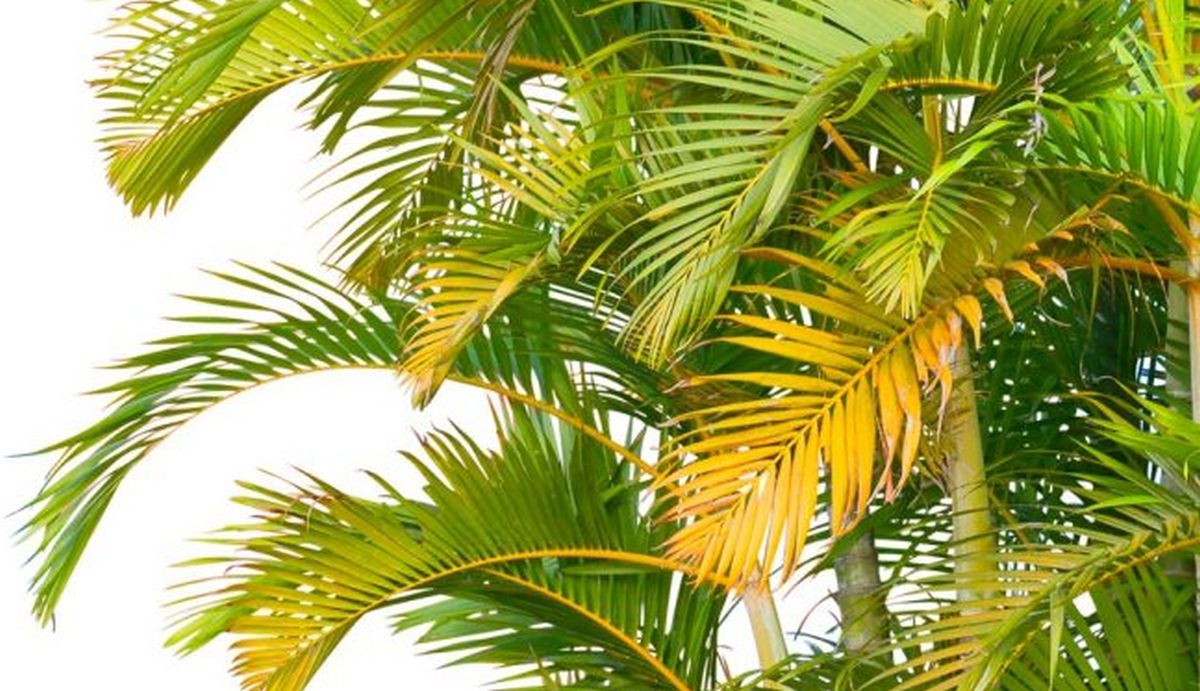 yellow palm tree leaves