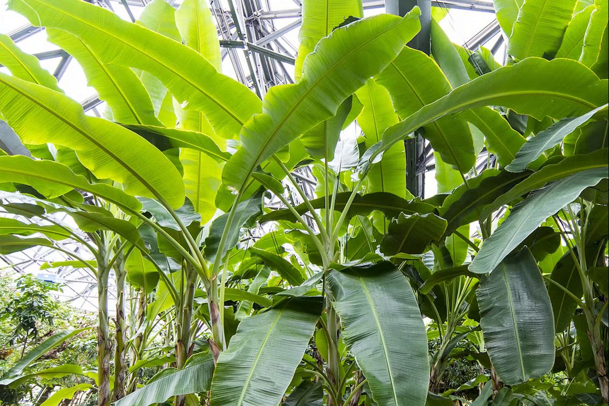 Growing Your Own Banana Tree