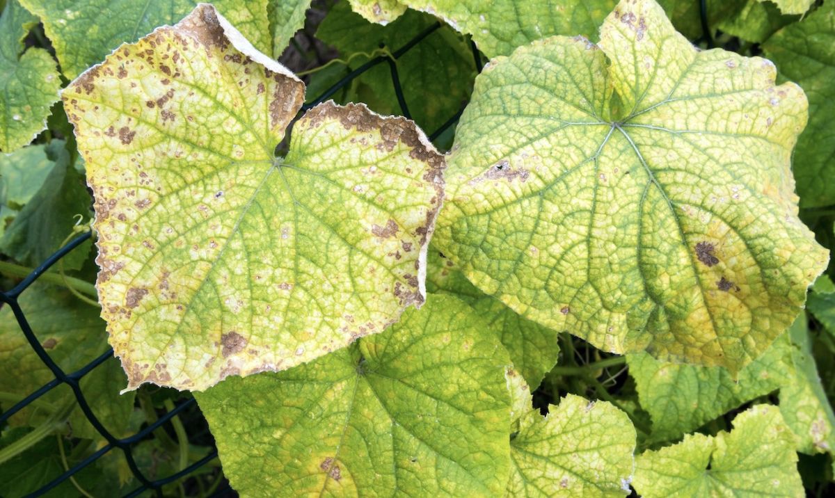 cucumber leaves turning yellow