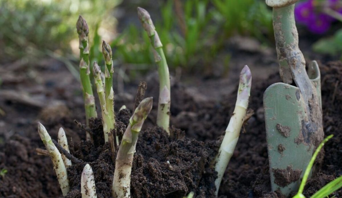 how to grow asparagus