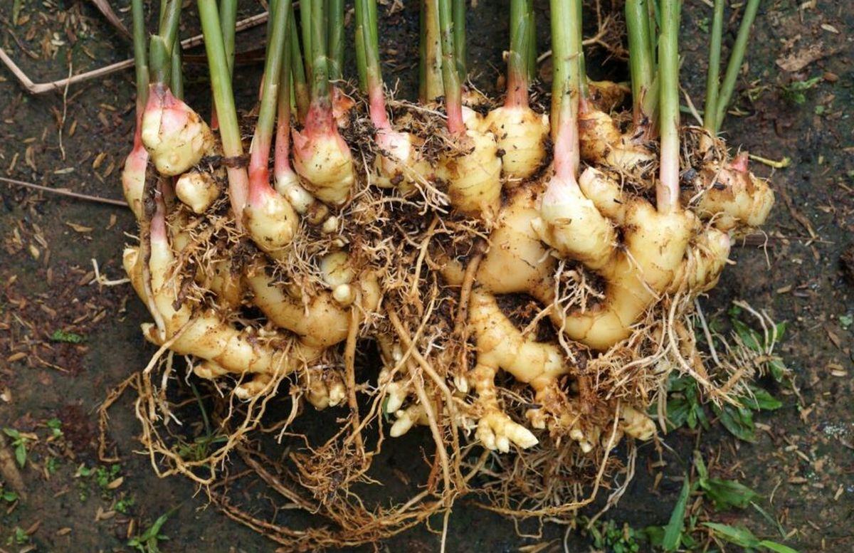 how to grow ginger in a vegetable garden