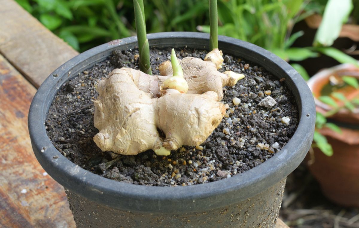 how to grow ginger