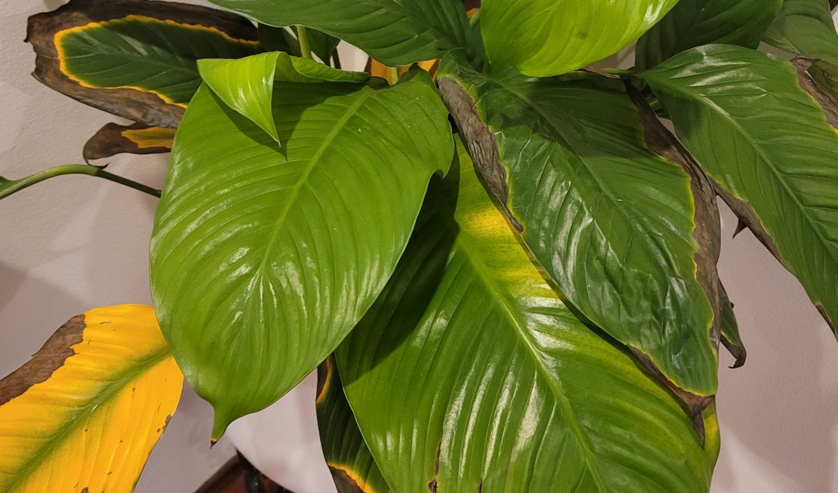 peace lily yellowing and drooping leaves
