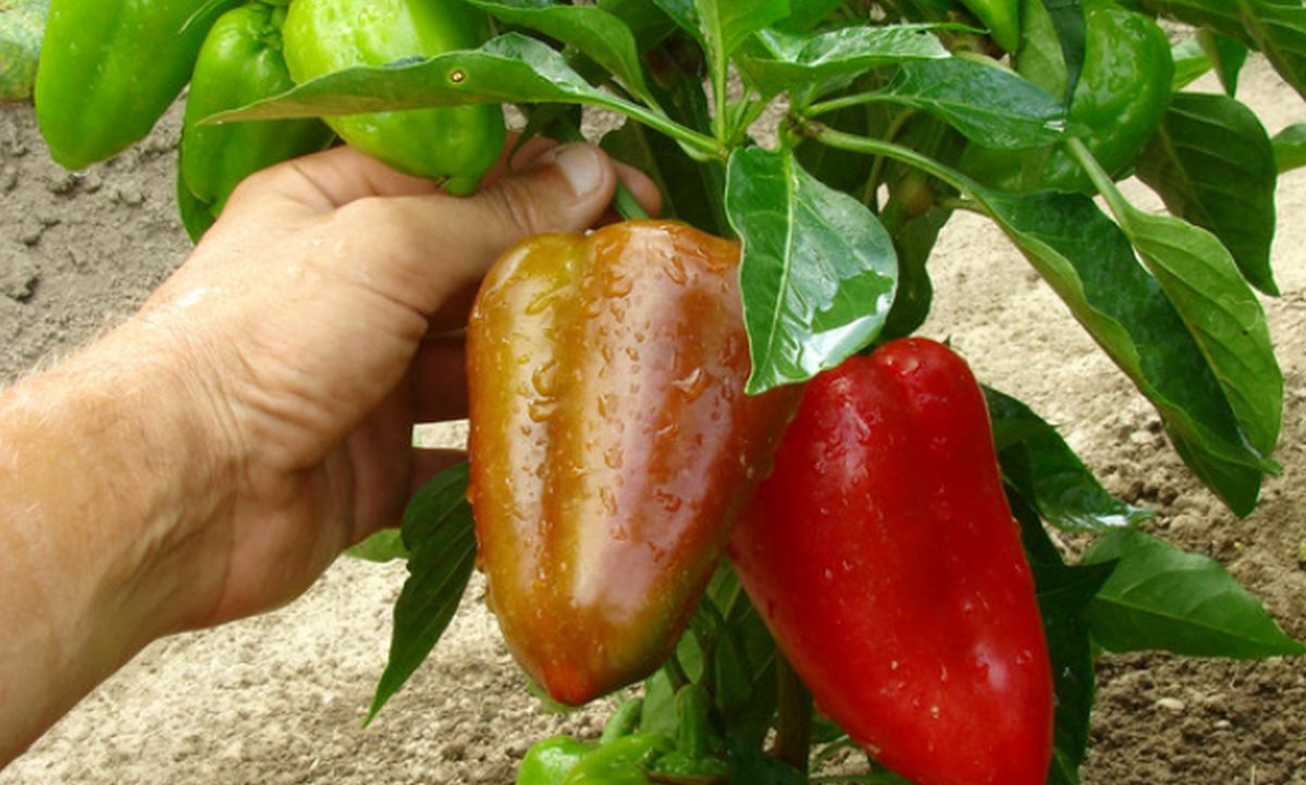 vegetable garden during the heatwave