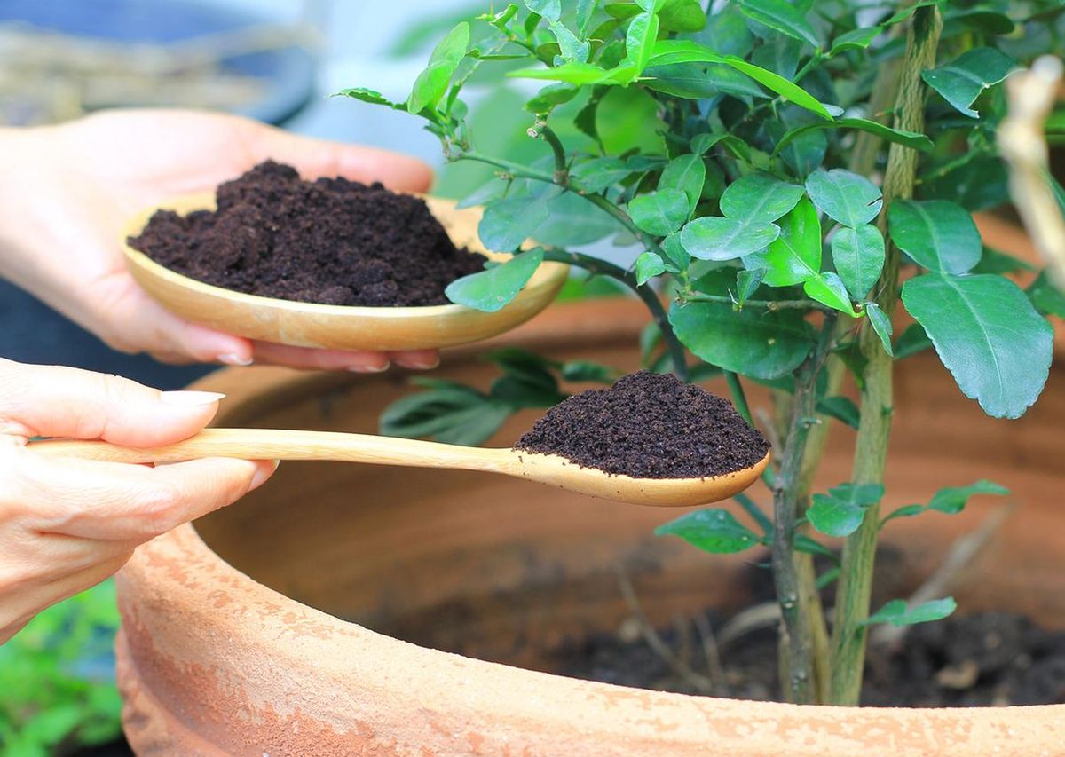 coffee grounds in plants