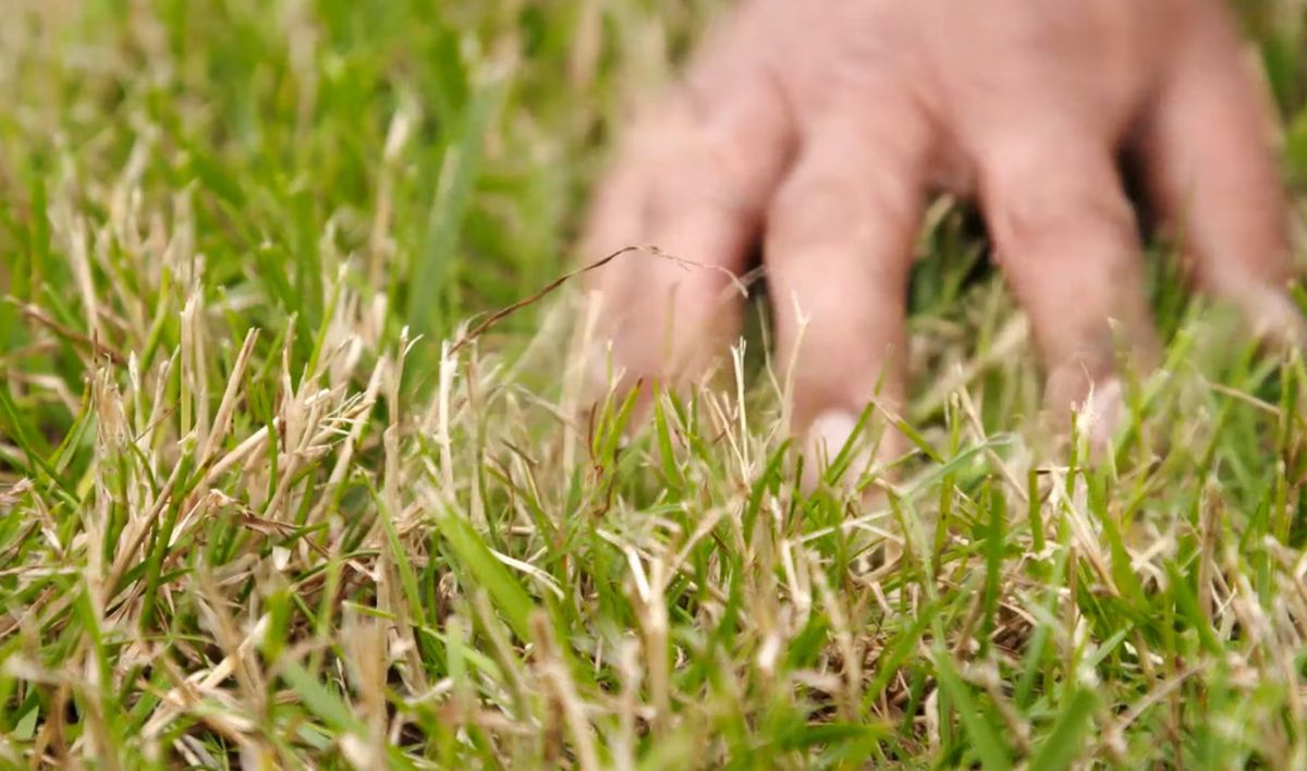 why is my grass turning yellow : common causes and effective solutions for a vibrant lawn