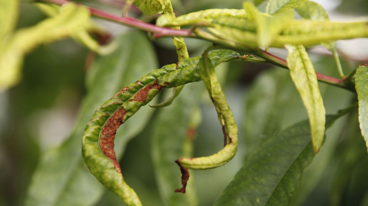 peach tree curl