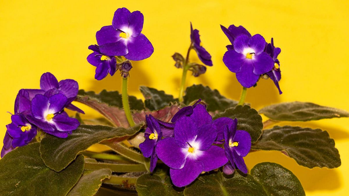 why is my african violet leaves turning yellow