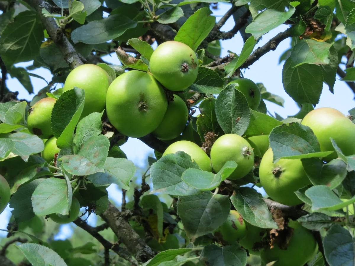 Apple