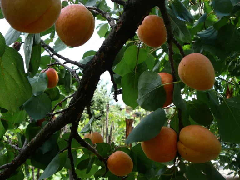 Apricot