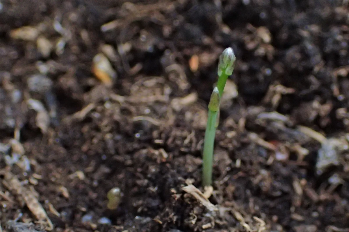 Asparagus