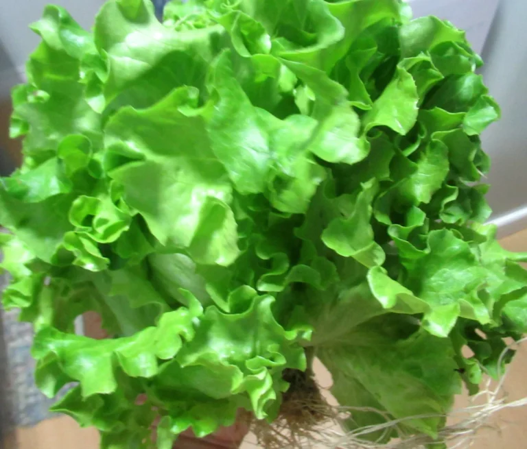 Batavia lettuce
