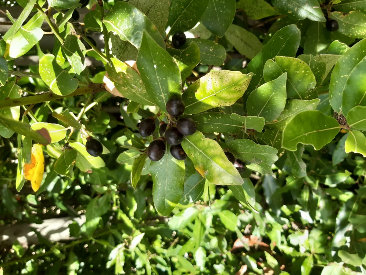 Bay laurel