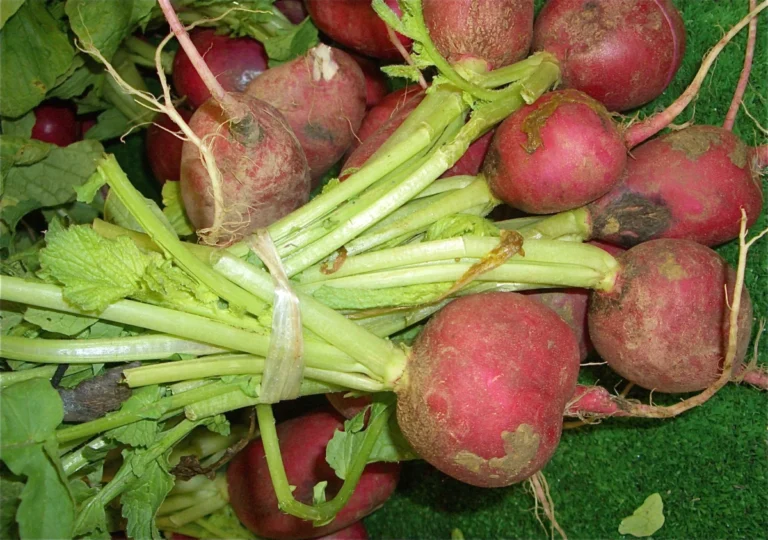 Beetroot (beet)