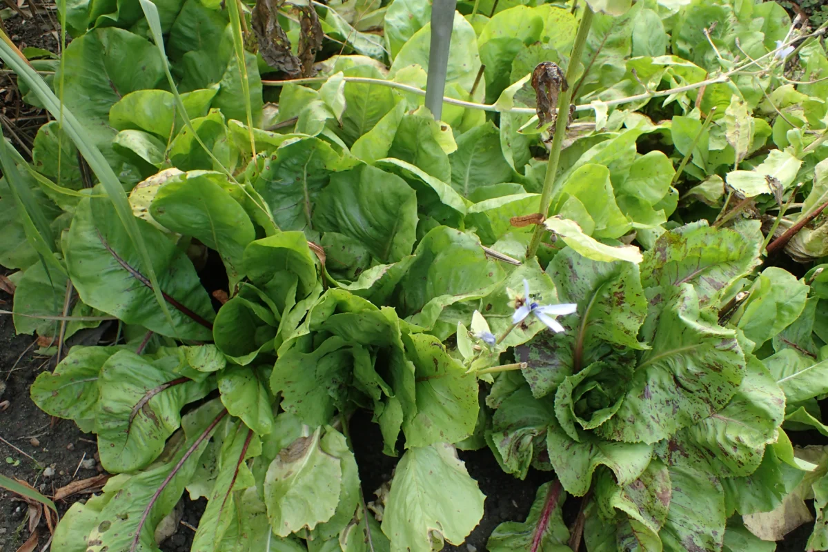 Belgian endive