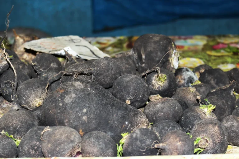 Black radish