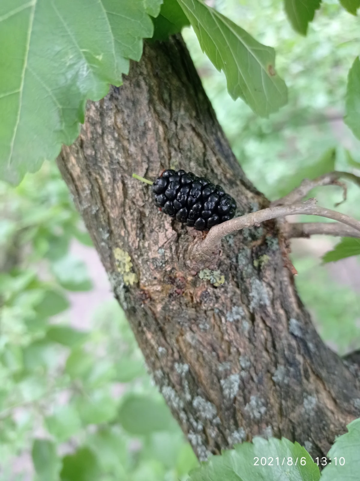 Blackberry