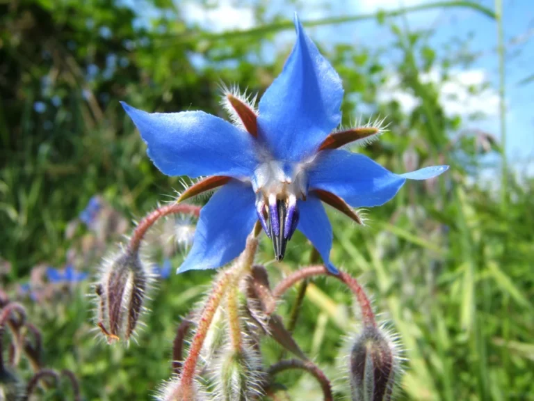 Borage