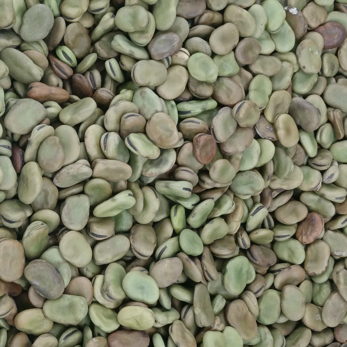 Broad bean (fava bean)