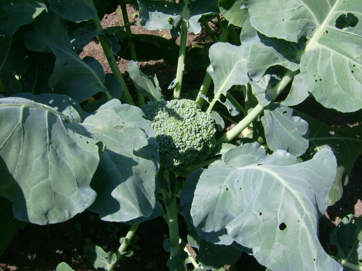 Broccoli