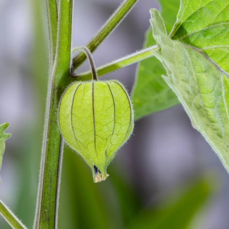 Cape gooseberry (physalis)