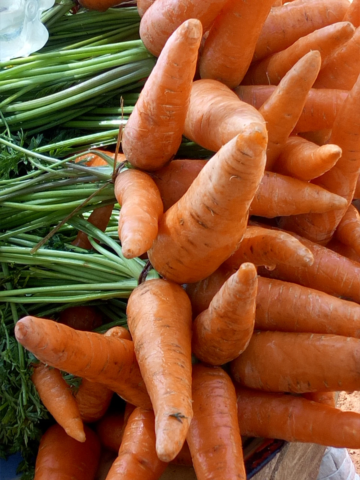 Carrot