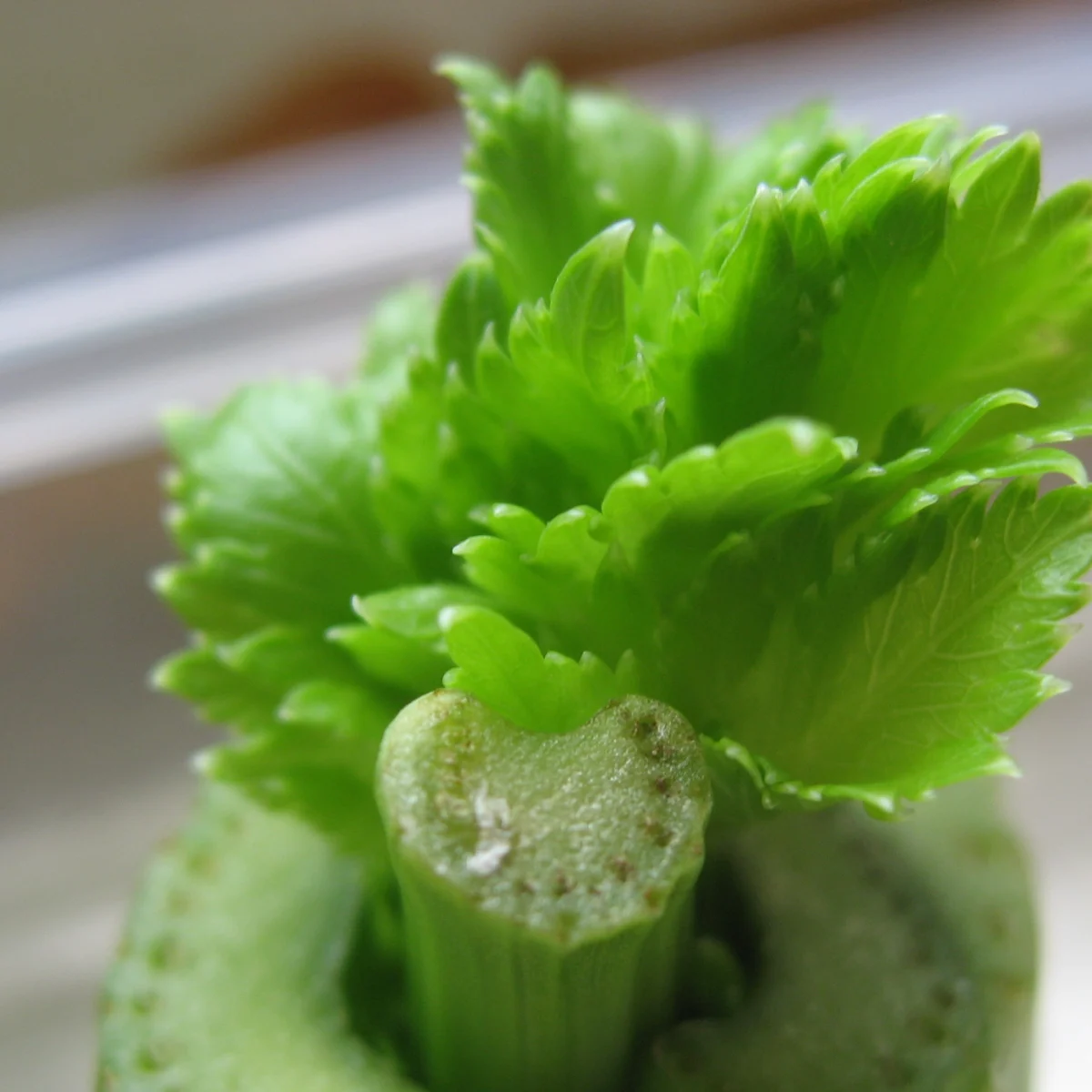 Celery