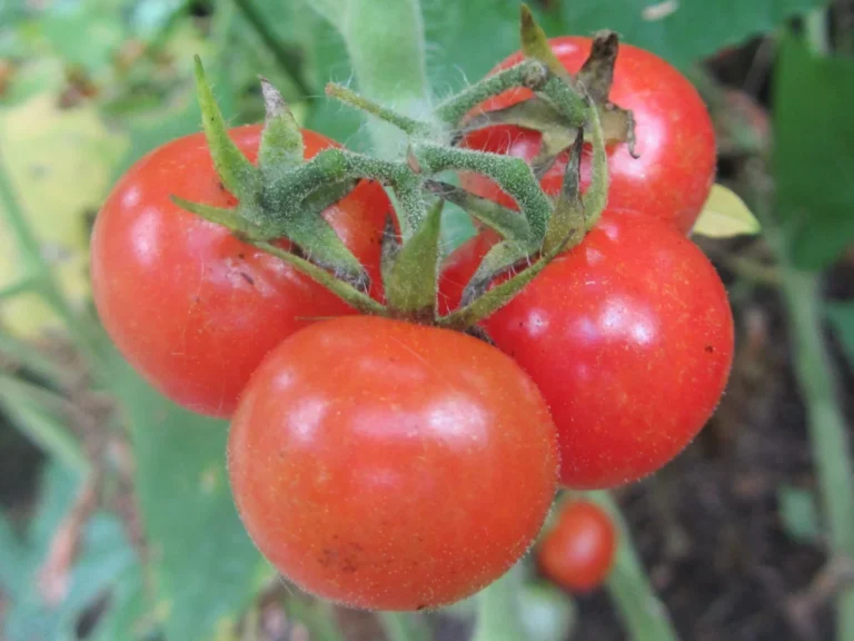 Cherry tomato