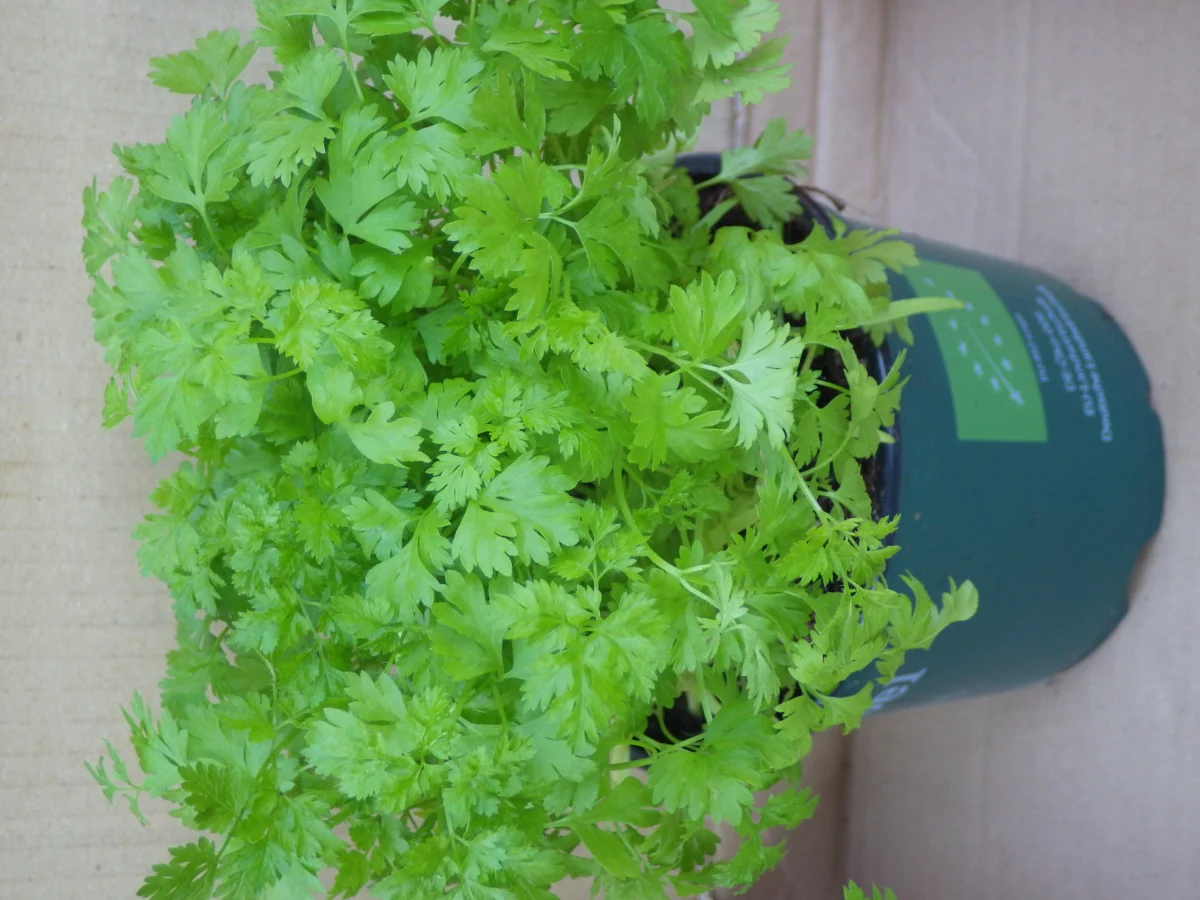 Chervil