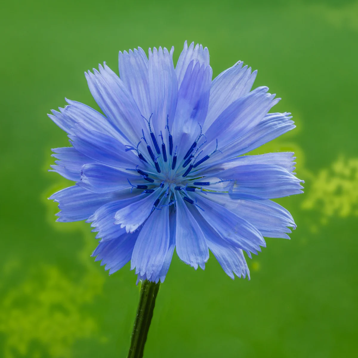 Chicory