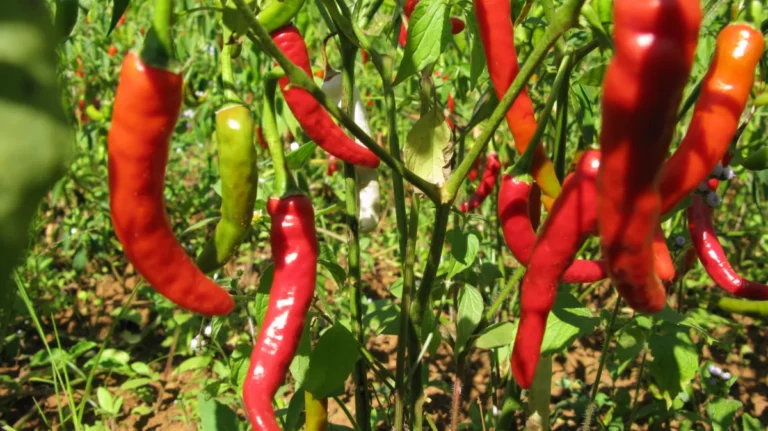 Chilli pepper