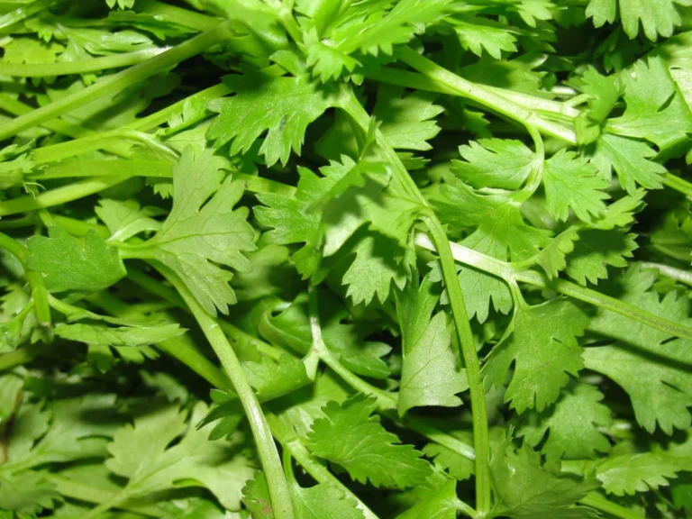 Coriander (cilantro)