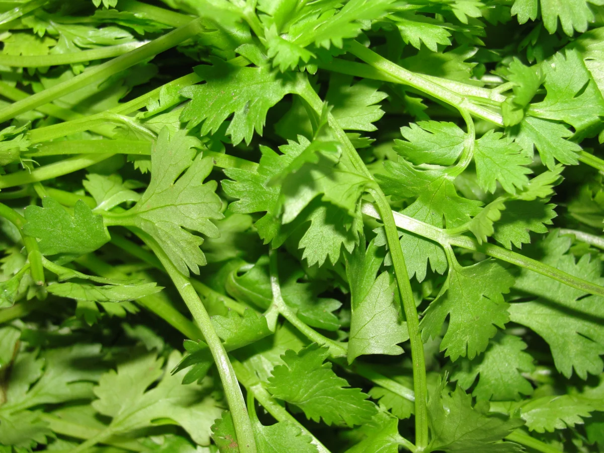 Coriander (cilantro)