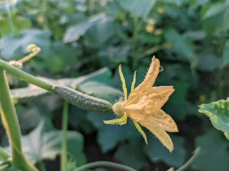 Cucumber