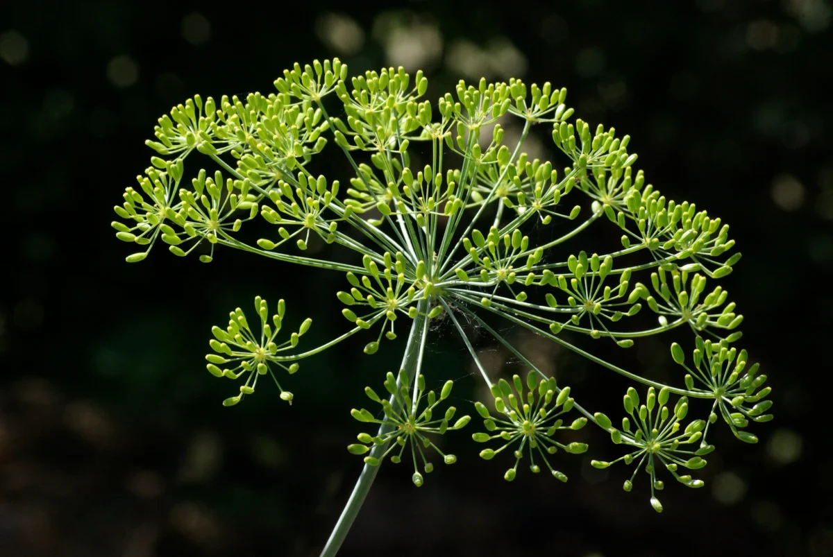 Dill