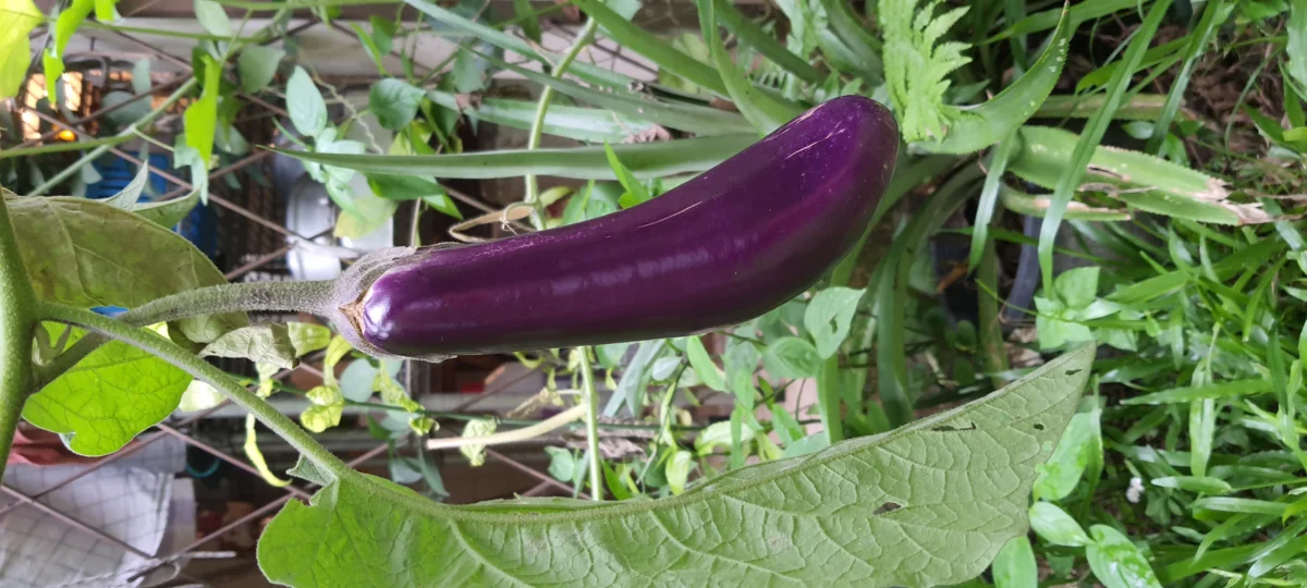 Eggplant (aubergine)