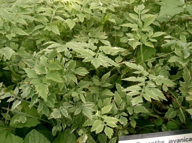 Flat-leaf parsley