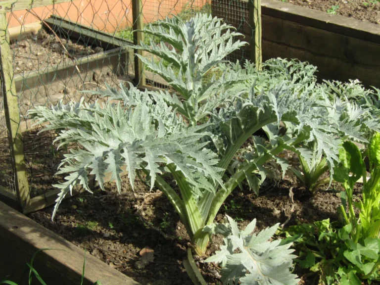 Globe artichoke