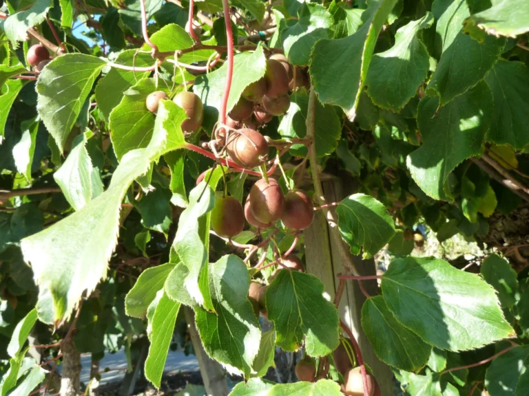 Hardy kiwi
