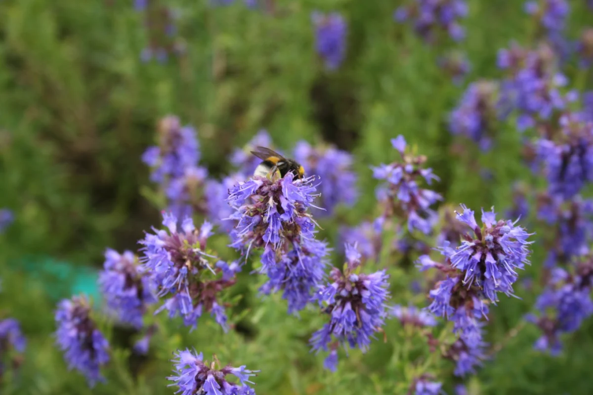 Hyssop