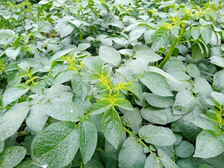 Potato
