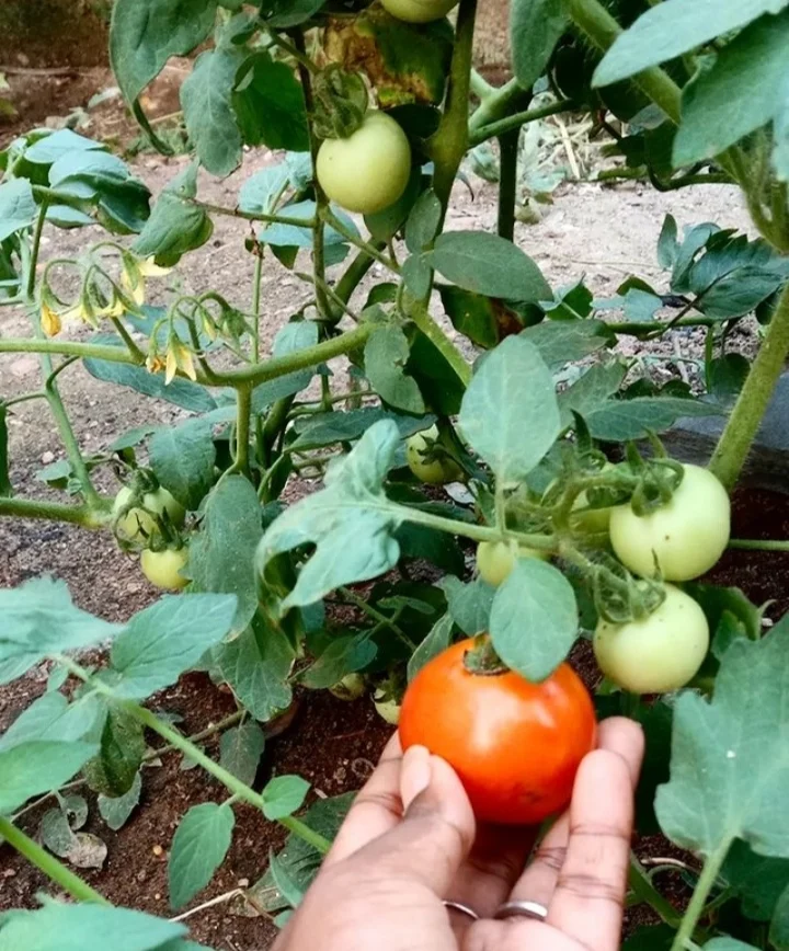 Tomato